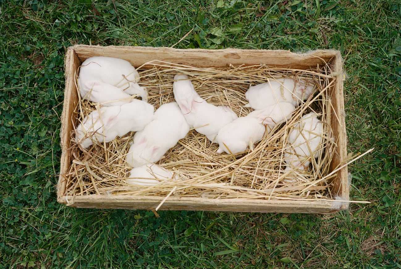 Une boite sur l’herbe avec des bébés lapins.